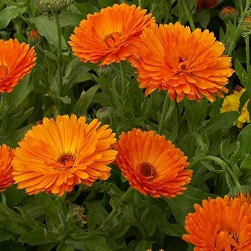 Røde Calendula blomsterfrø til plantning - 100 stk