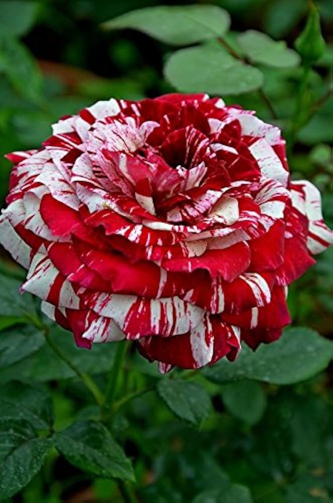 rose rosa flower seeds