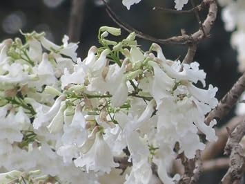 Flower Seeds, Seeds for Planting, Plant Seeds