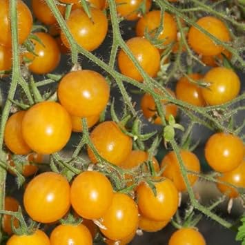 Tomato Vegetable Seeds Yellow for Planting