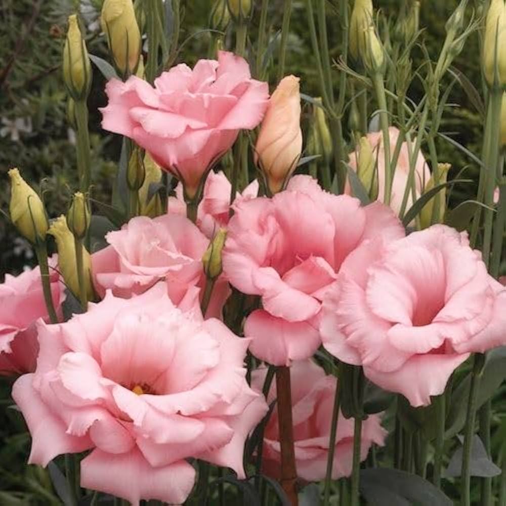 zistrose flower flower seeds