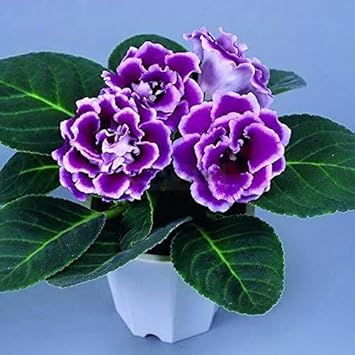 purple heirloom flower seeds