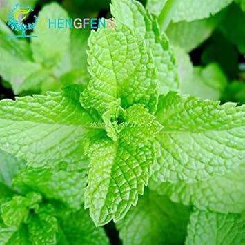 Flower Seeds, Seeds for Planting, Plant Seeds