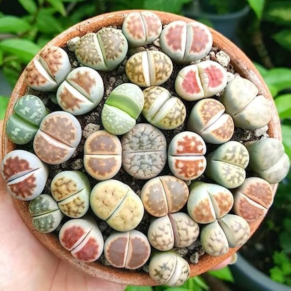 succulent lithops flower seeds