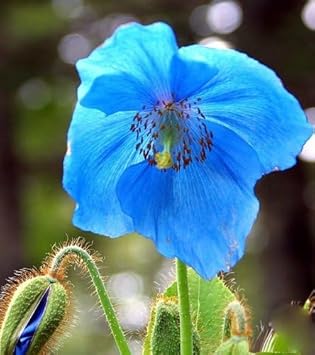 fresh meconopsis flower seeds