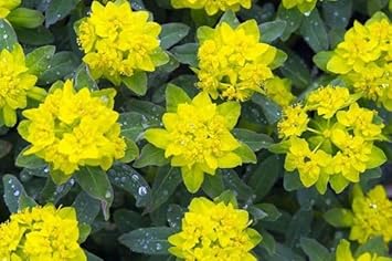 Flower Seeds, Seeds for Planting, Plant Seeds