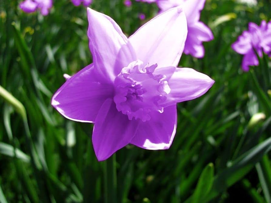 violet daffodils flower seeds