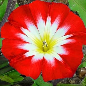 convolvulus flower flower seeds