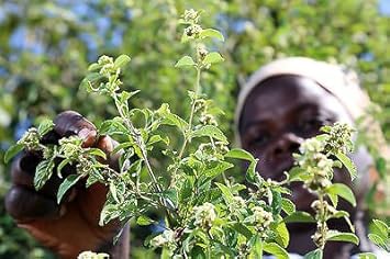 Flower Seeds, Seeds for Planting, Plant Seeds