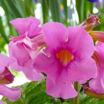 pink incarvillea flower seeds