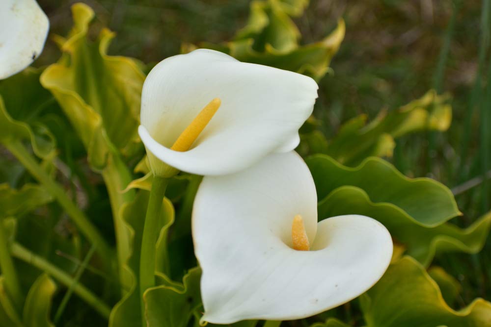 calla lily flower seeds