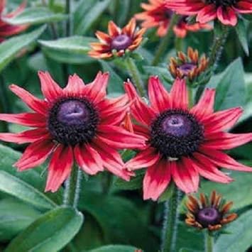 red organic flower seeds