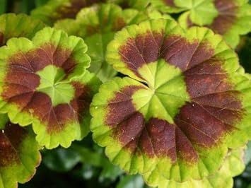 green brown flower seeds