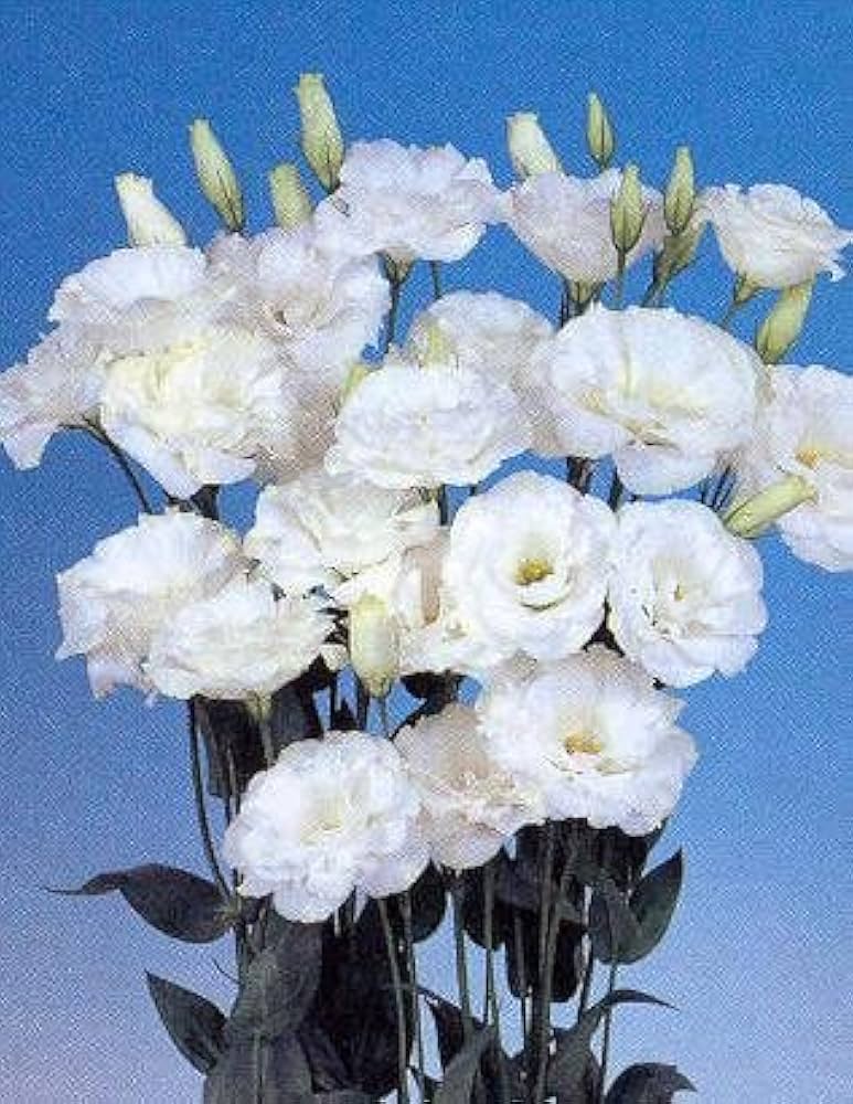 white lisianthus flower seeds
