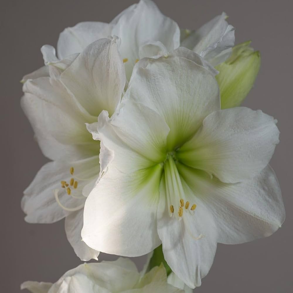 white pink flower seeds