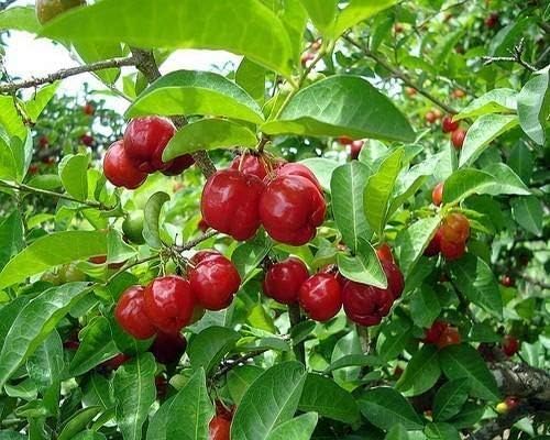 Portal Cool Pitanga Fruit Seeds Suriname Brazilian Cherry  - Tropical and Tart Pitanga Fruit for Your Garden