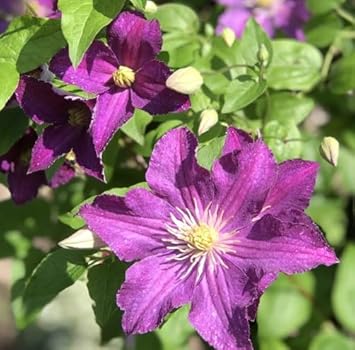 Flower Seeds, Seeds for Planting, Plant Seeds