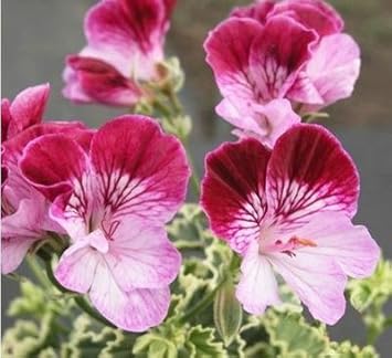 Flower Seeds, Seeds for Planting, Plant Seeds