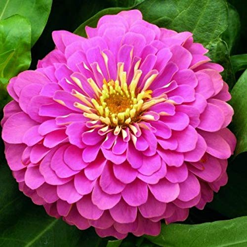 Violet Zinnia Flower Seeds for Planting – Non-GMO, Heirloom, Colorful Garden Blooms
