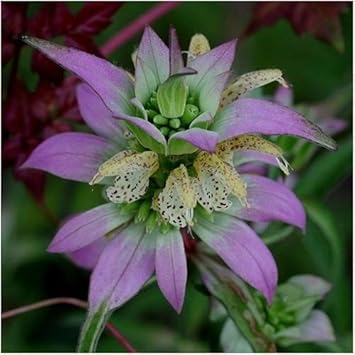 purple monarda flower seeds