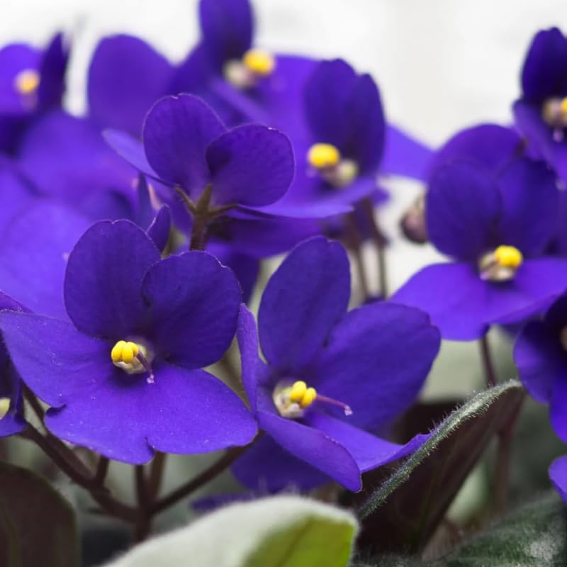 Organic Heirloom African Violet Flower Seeds for Planting – Blue Blooms Non-GMO High Germination Indoor Seeds