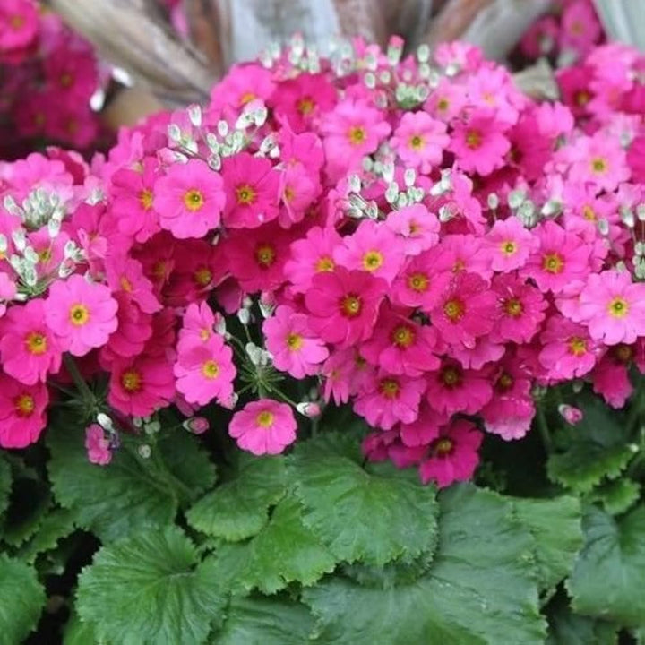 Organic Heirloom Primula Flower Seeds for Planting – Purple Malacoides Non-GMO High Germination Blooms