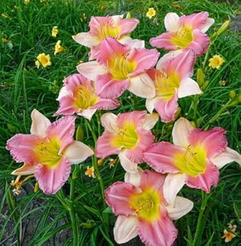 pink white flower seeds