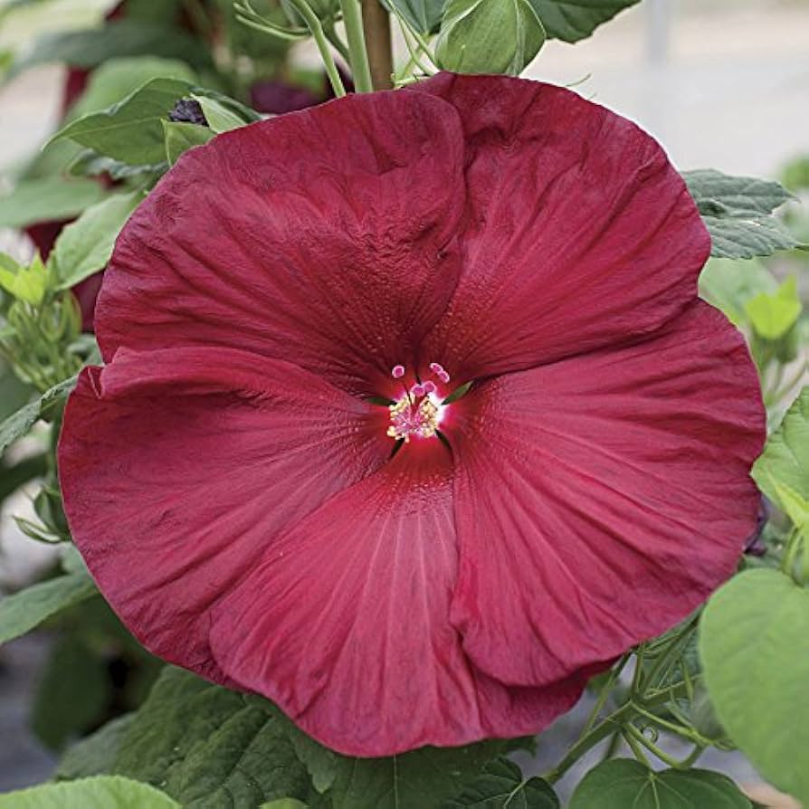 hibiscus mixed flower seeds