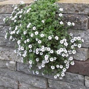 Flower Seeds, Seeds for Planting, Plant Seeds