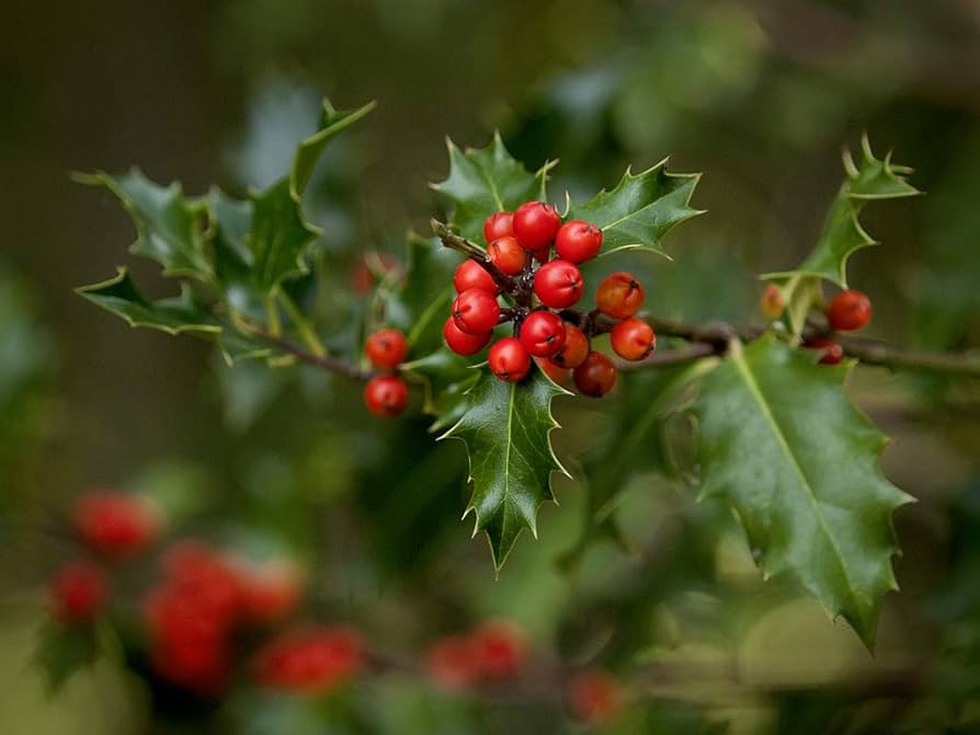 ilex aquifolium flower seeds