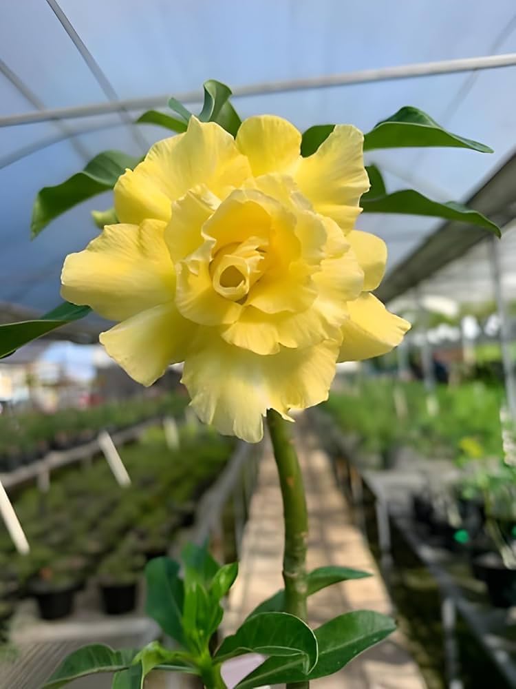 adenium obsum flower seeds