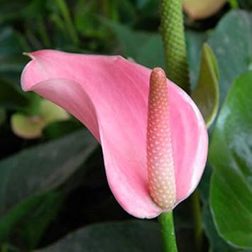 pink andraeanu flower seeds