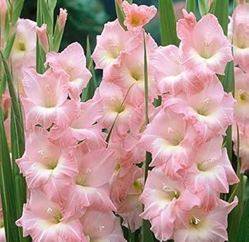 Flower Seeds, Seeds for Planting, Plant Seeds