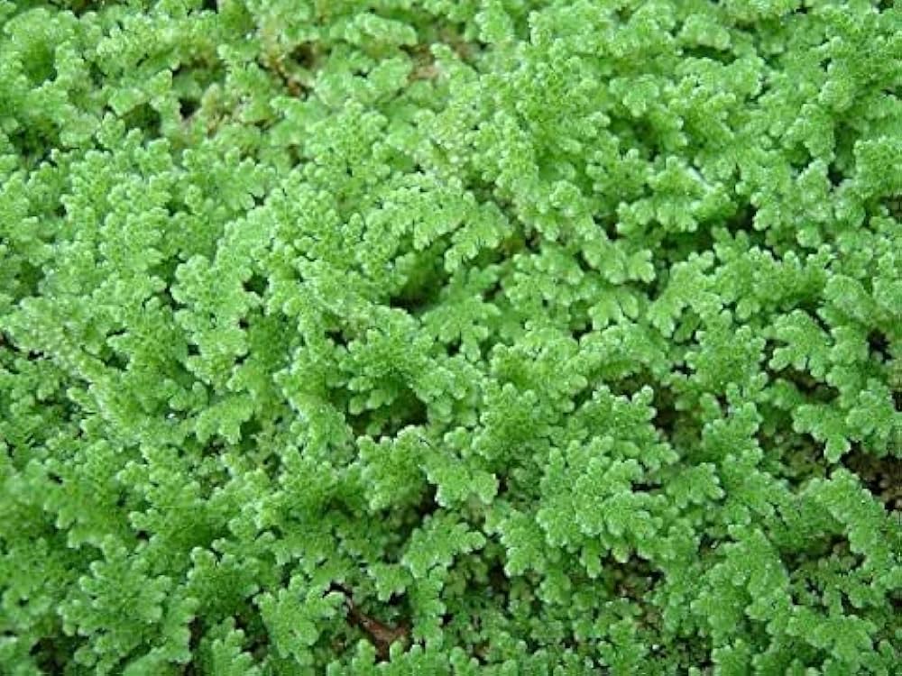 gray crested flower seeds