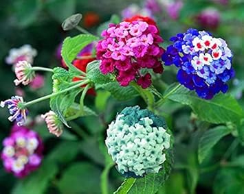 lantana camara flower seeds Lantana Mix Flower Seeds for Garden Planting – Non-GMO Heirloom Organic Garden Seeds, High Germination