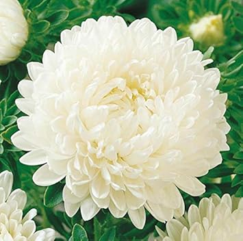 Flower Seeds, Seeds for Planting, Plant Seeds