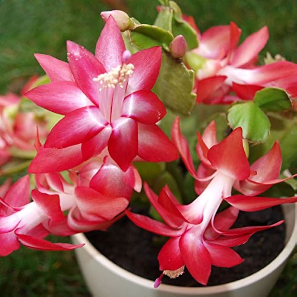 christmas cactus flower seeds