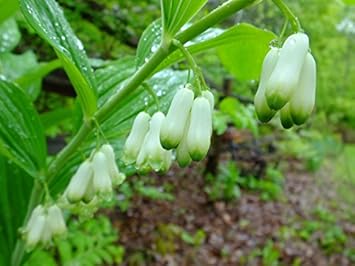 white organic flower seeds