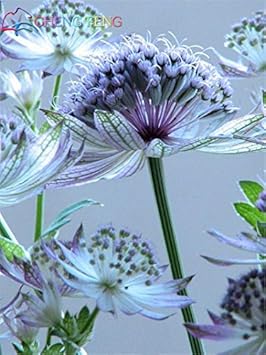 blue organic flower seeds