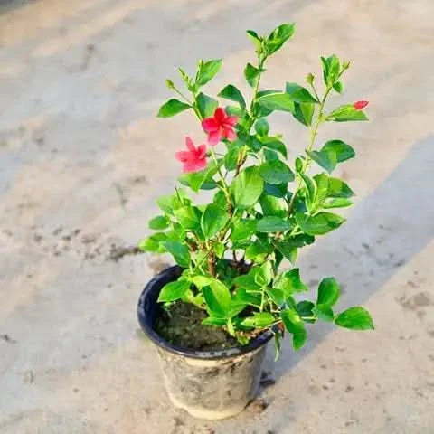hibiscus flower flower seeds