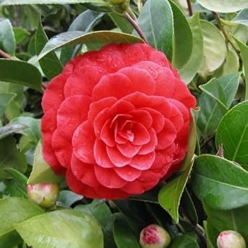 camellia flower flower seeds