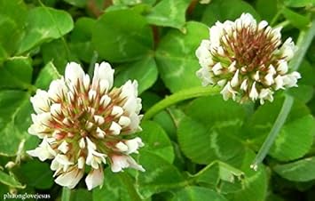 white clover flower seeds