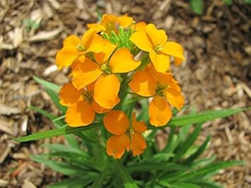 orange siberian flower seeds