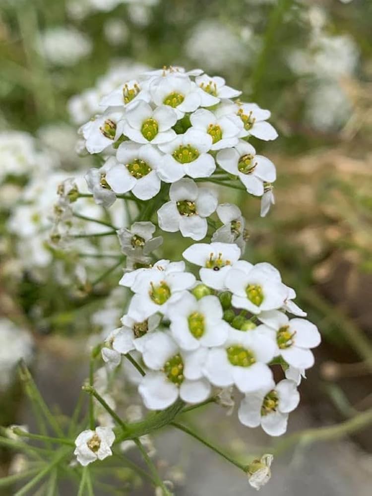 alyssum lobularia flower seeds