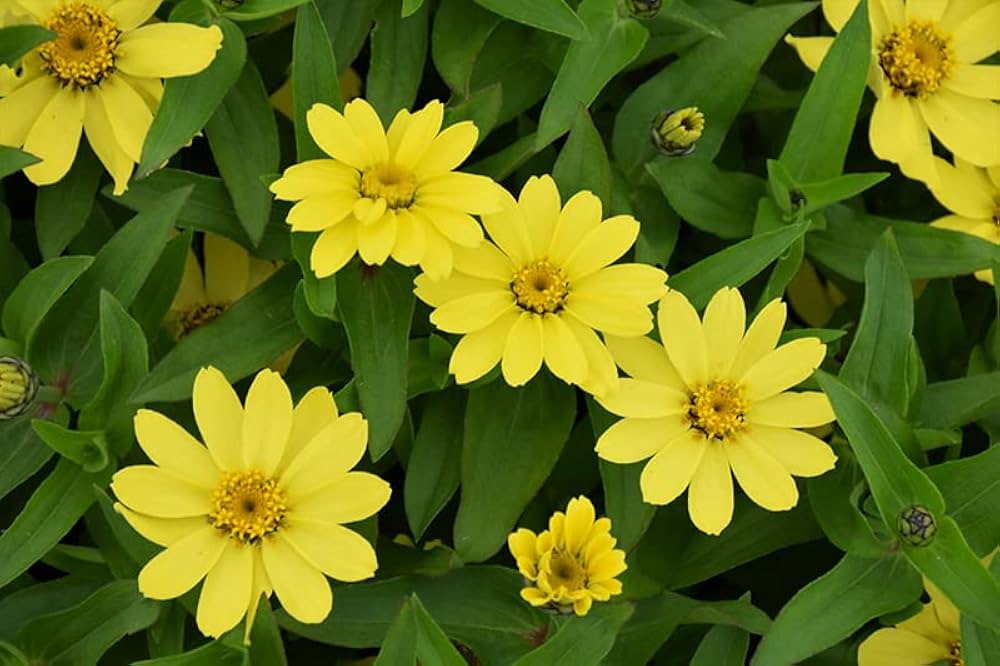 yellow profusion flower seeds