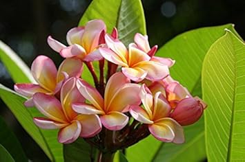 pink yellow flower seeds