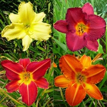 Flower Seeds, Seeds for Planting, Plant Seeds