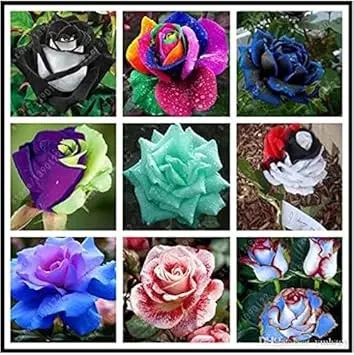 mixed rose flower seeds