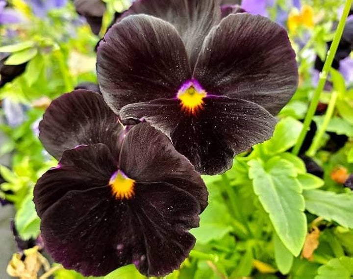 Stedmoderblomst Blomsterfrø Sort til udplantning - 100 stk