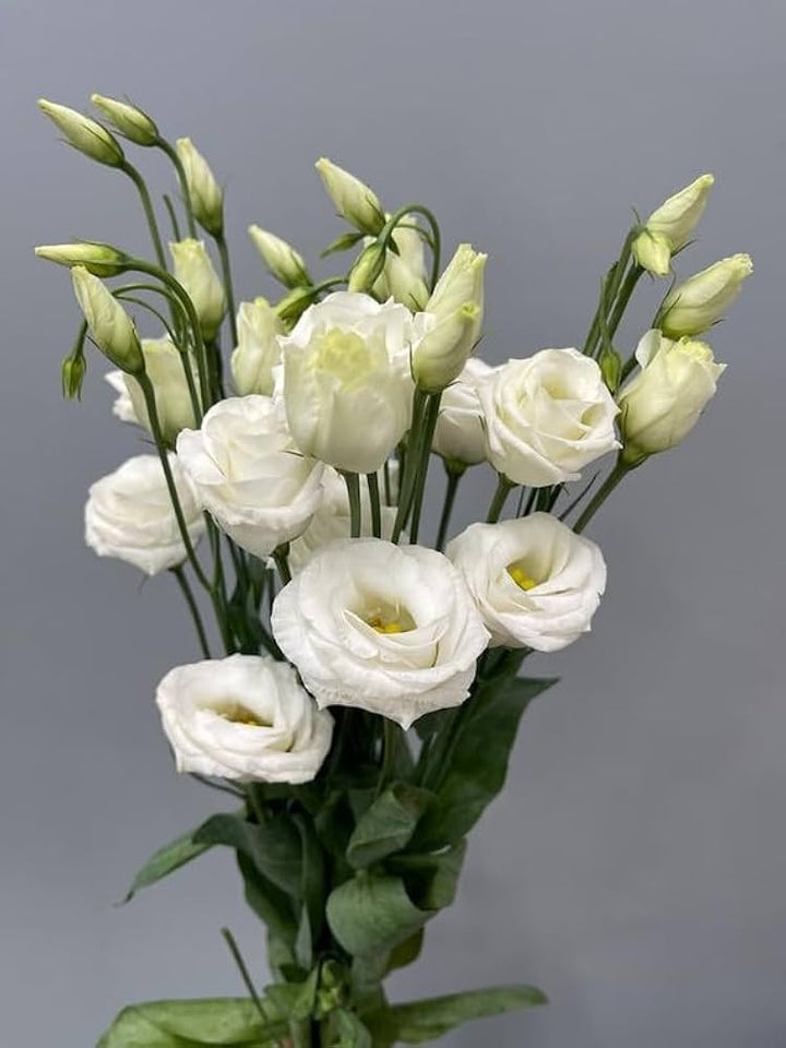 White Eustoma Flower Seeds for Planting - 100 pcs